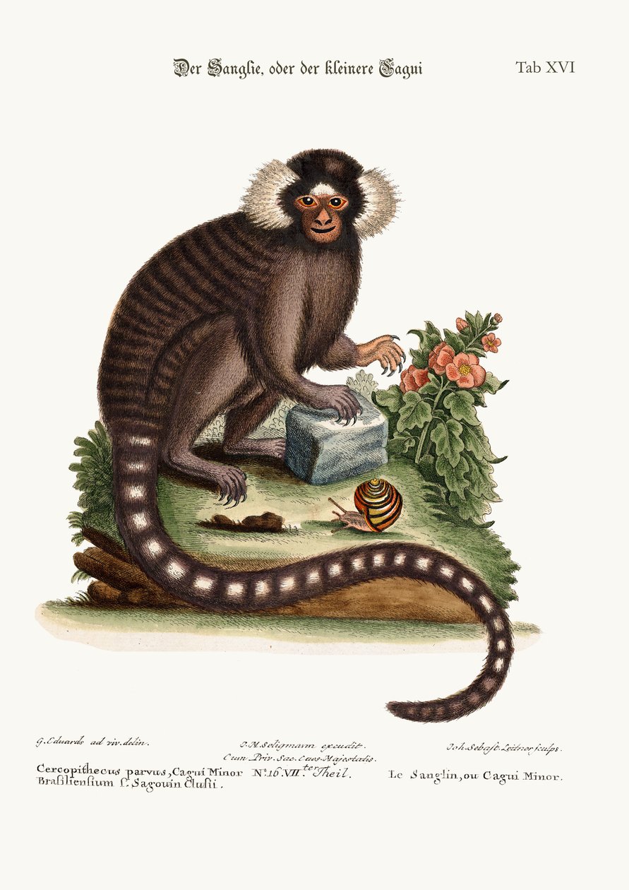 Sanglin veya Cagui Minor, 1749-73 by George Edwards
