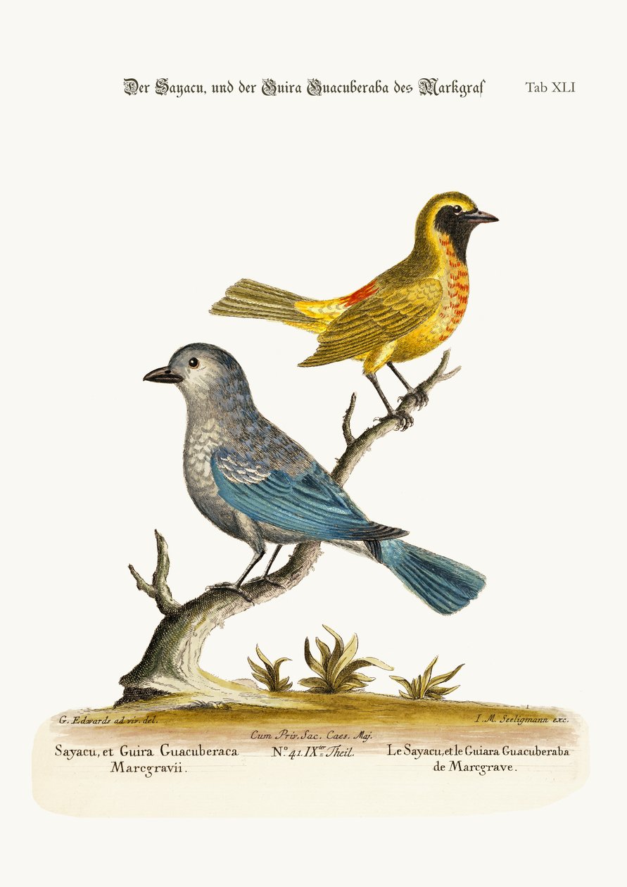 Casuarius Westerman, 1873 by George Edwards