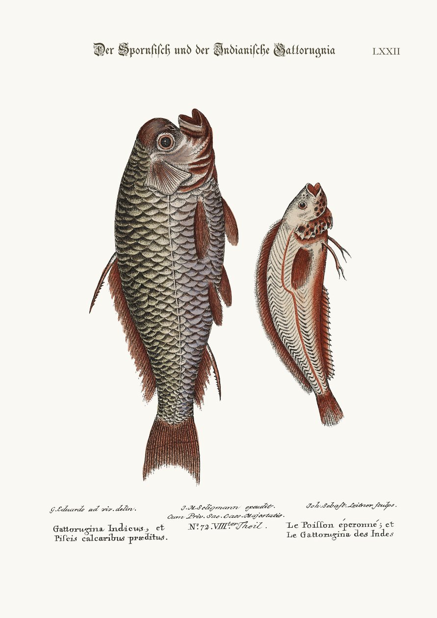 Spur-Fish ve Hint Gattorugina, 1749-73 by George Edwards