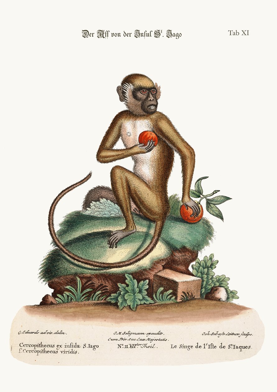 Jago Maymunu, 1749-73 by George Edwards