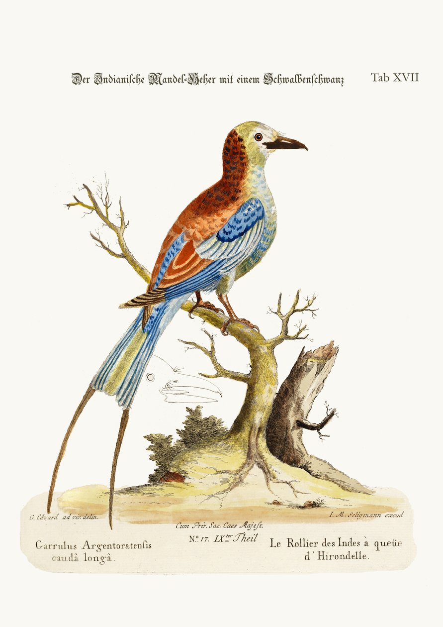 Kırlangıç Kuyruklu Kızılderili Silindiri, 1749-73 by George Edwards