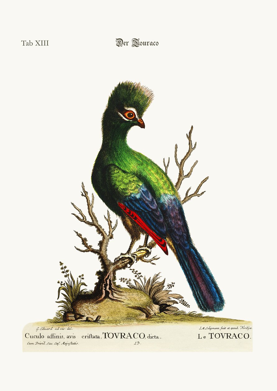ಟೌರಾಕೊ, 1749-73 ಟರ್ಕ್ by George Edwards