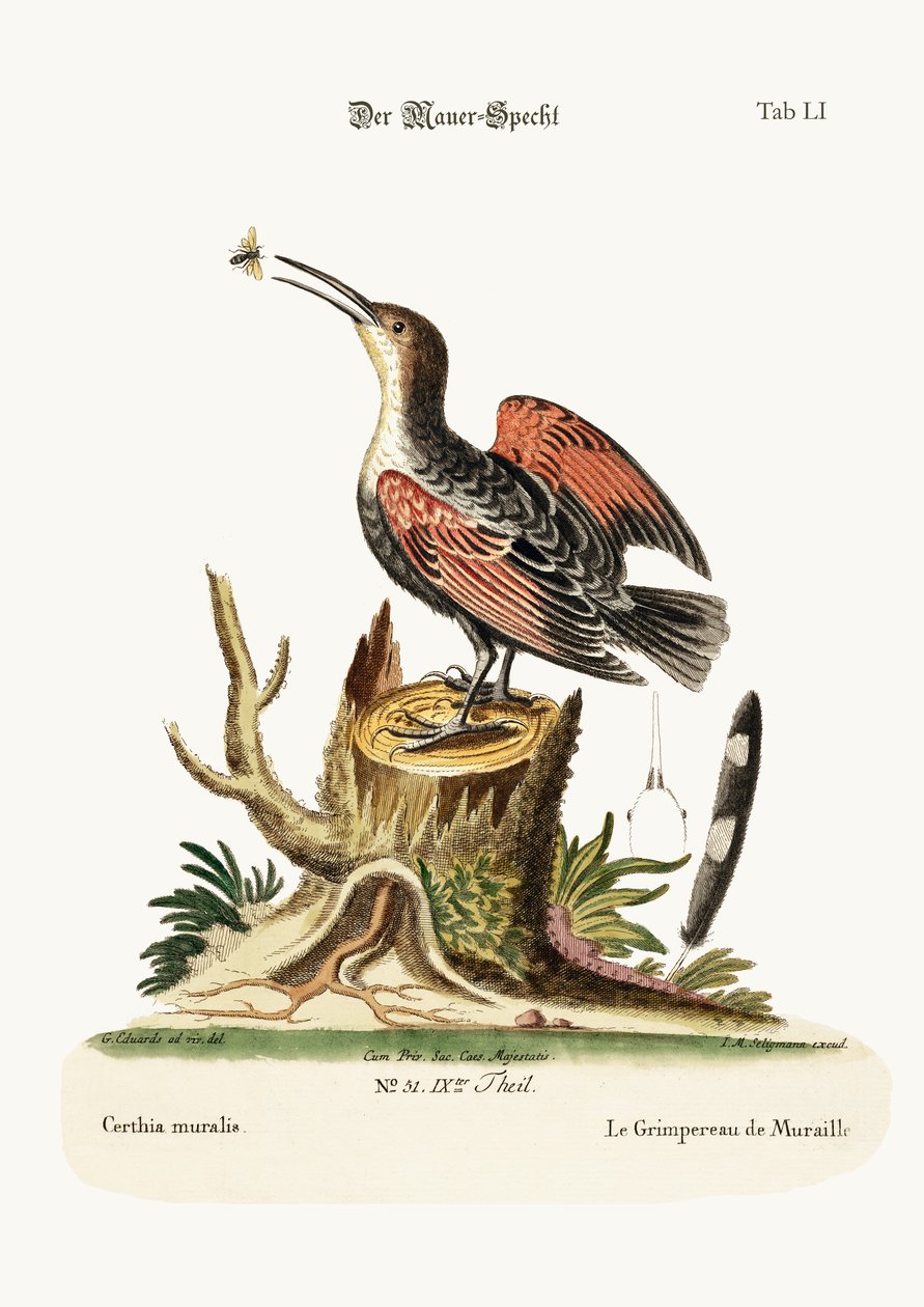 Duvar sürüngeni veya Örümcek yakalayıcı, 1749-73 by George Edwards
