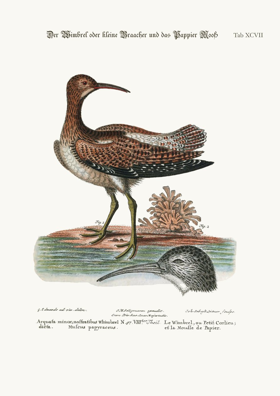 Whimbrel veya Lesser Curlew ve Paper-Moss, 1749-73 by George Edwards