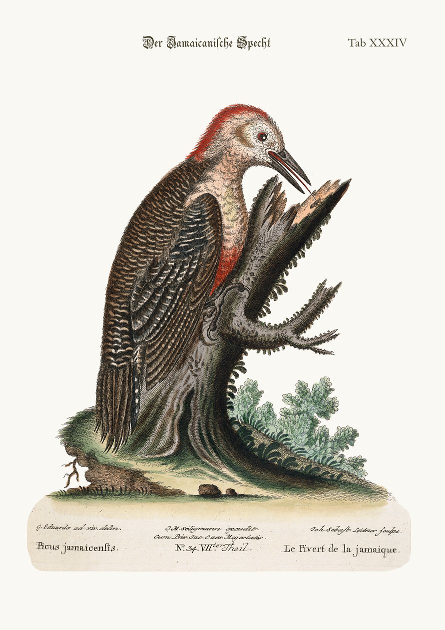 Jamaika