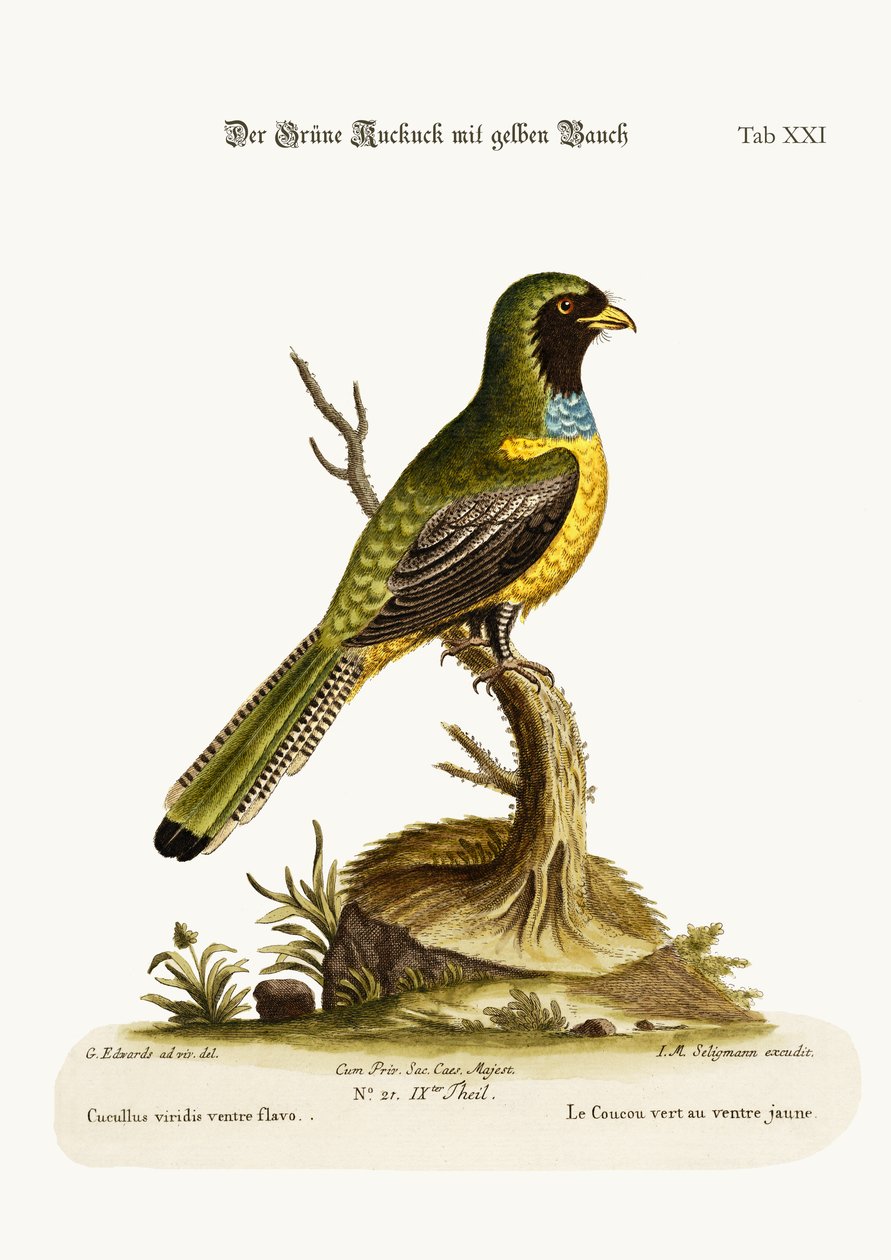 Sarı Karınlı Yeşil Cuckow, 1749-73 by George Edwards
