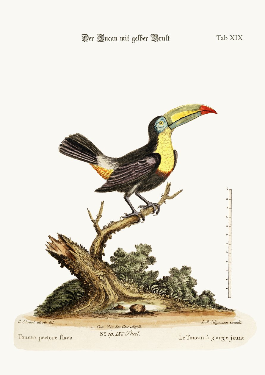 Sarı Burunlu Toucan, 1749-73 by George Edwards