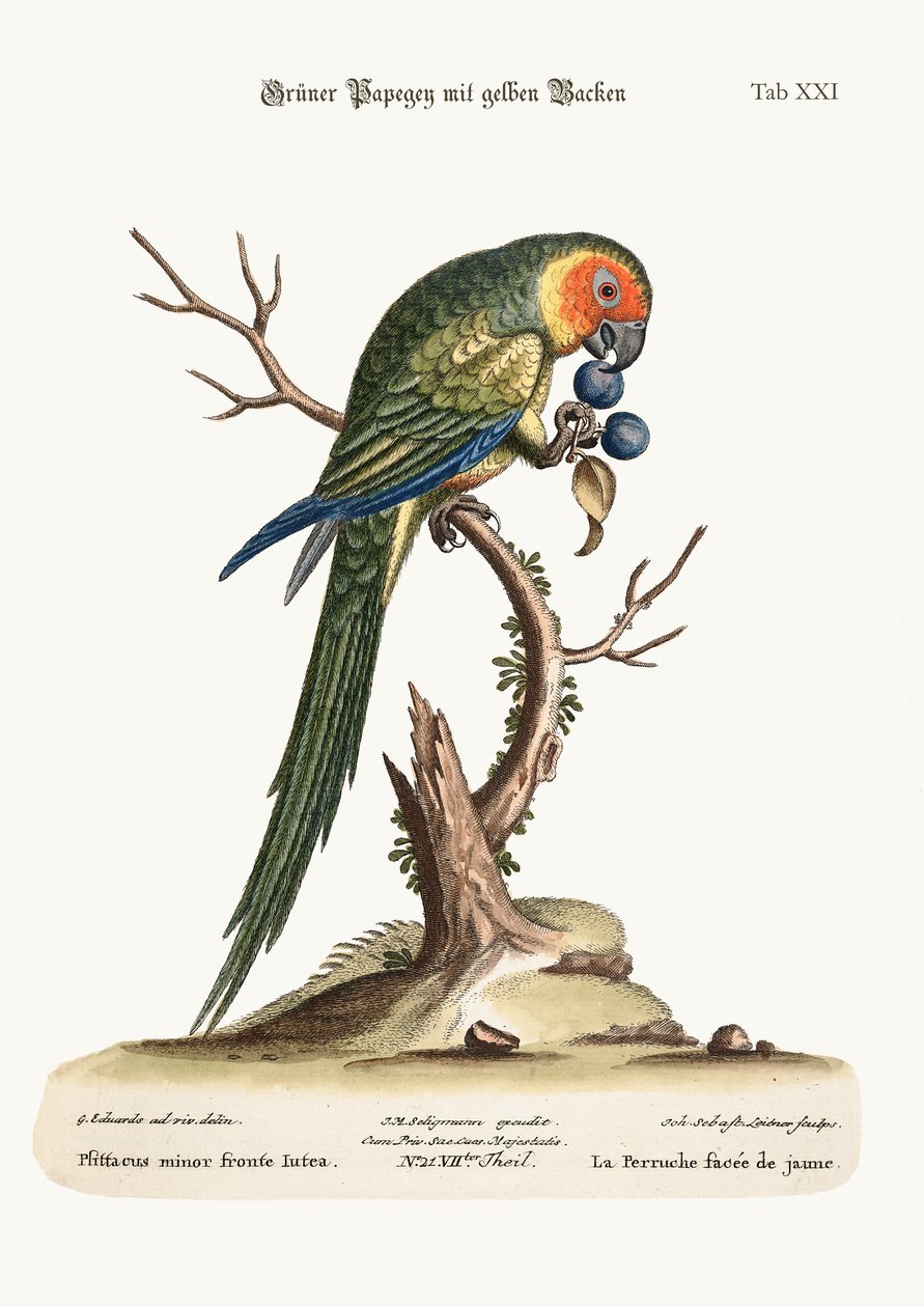 Sarı Yüzlü Papağan, 1749-73 by George Edwards