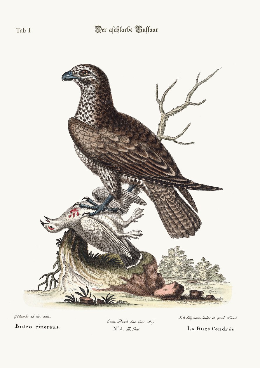 Kül rengi Buzzard, 1749-73 by George Edwards