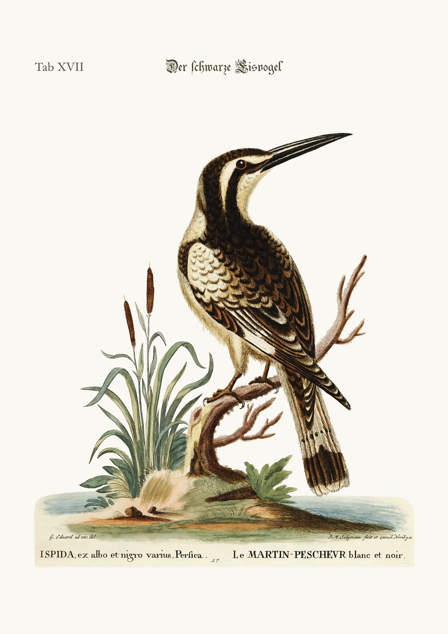 Siyah beyaz Kingfisher, 1749-73 by George Edwards