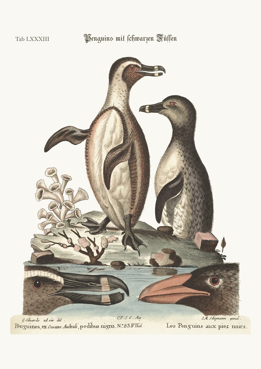 Kara ayaklı penguenler, 1749-73 by George Edwards