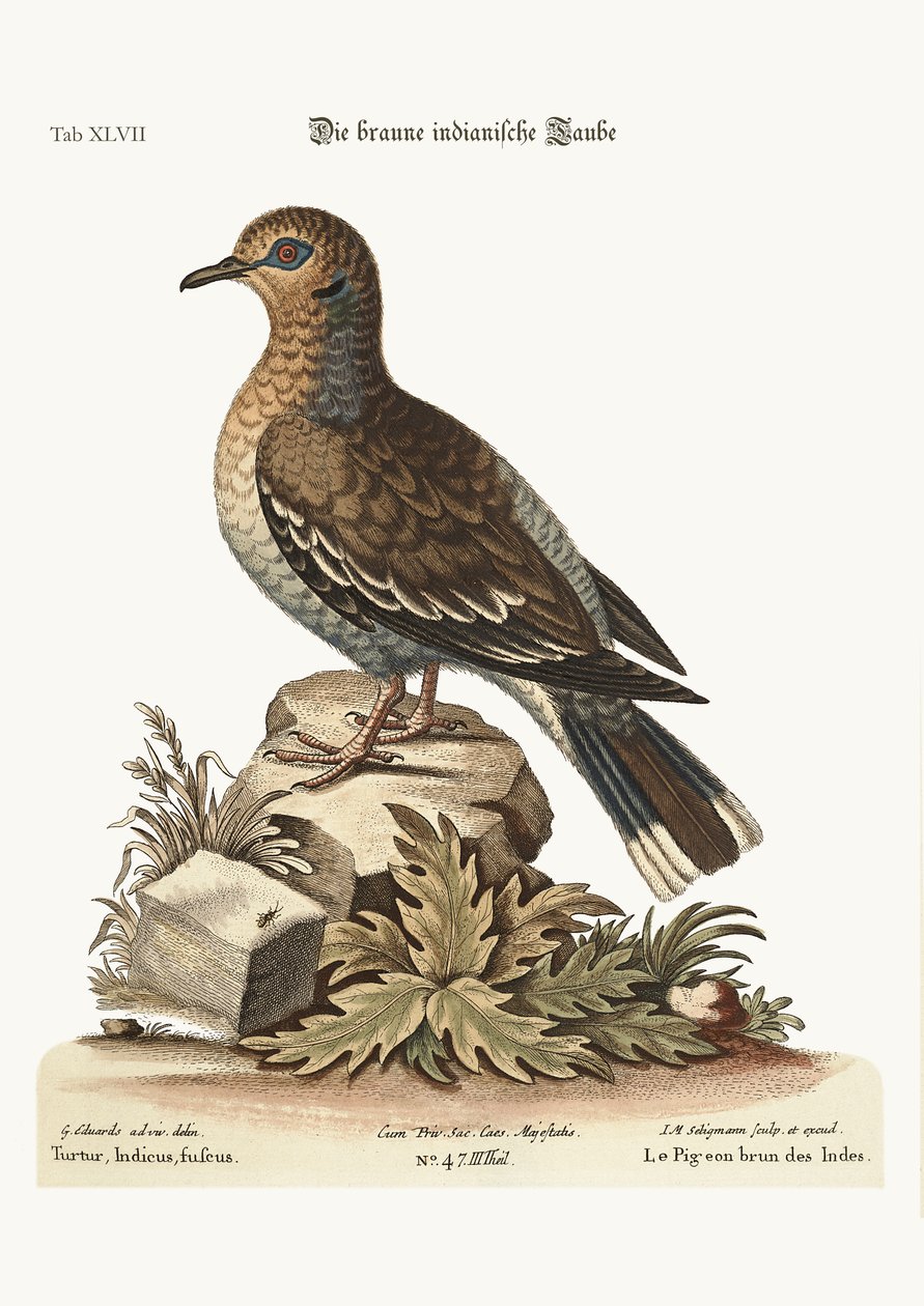 Kahverengi Hint Güvercini, 1749-73 by George Edwards