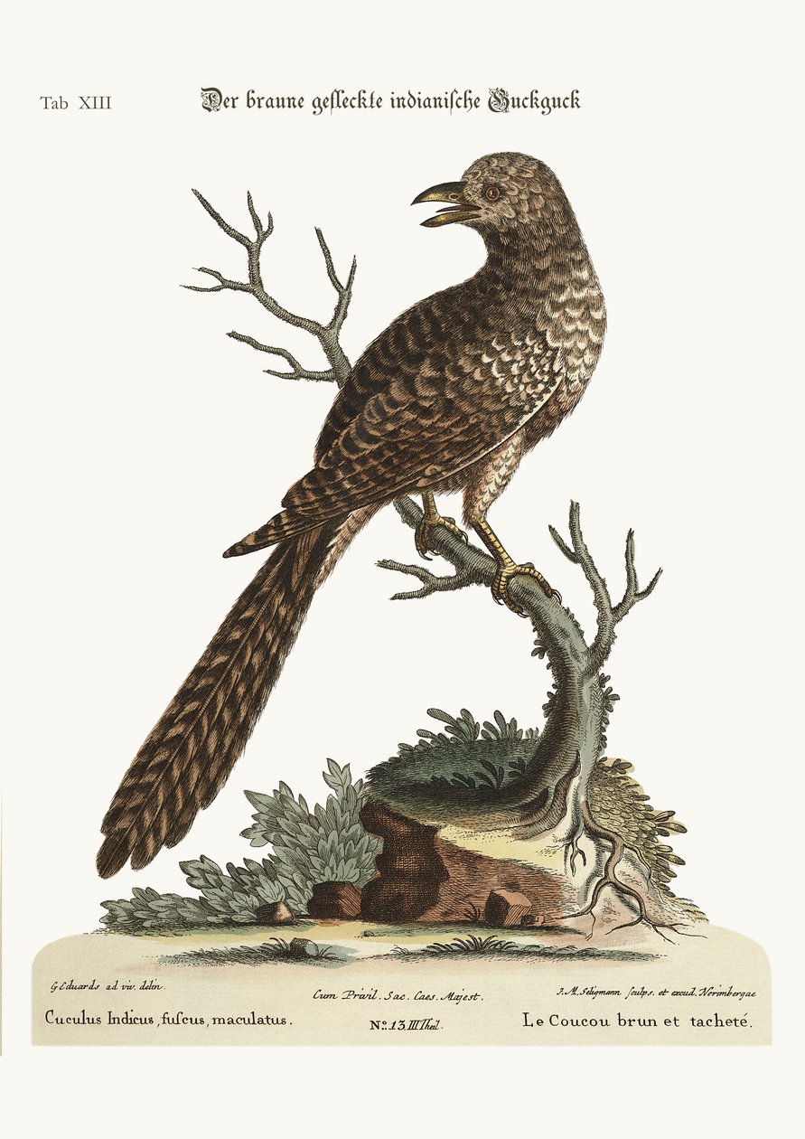 Kahverengi ve benekli Hint Cuckow, 1749-73 by George Edwards