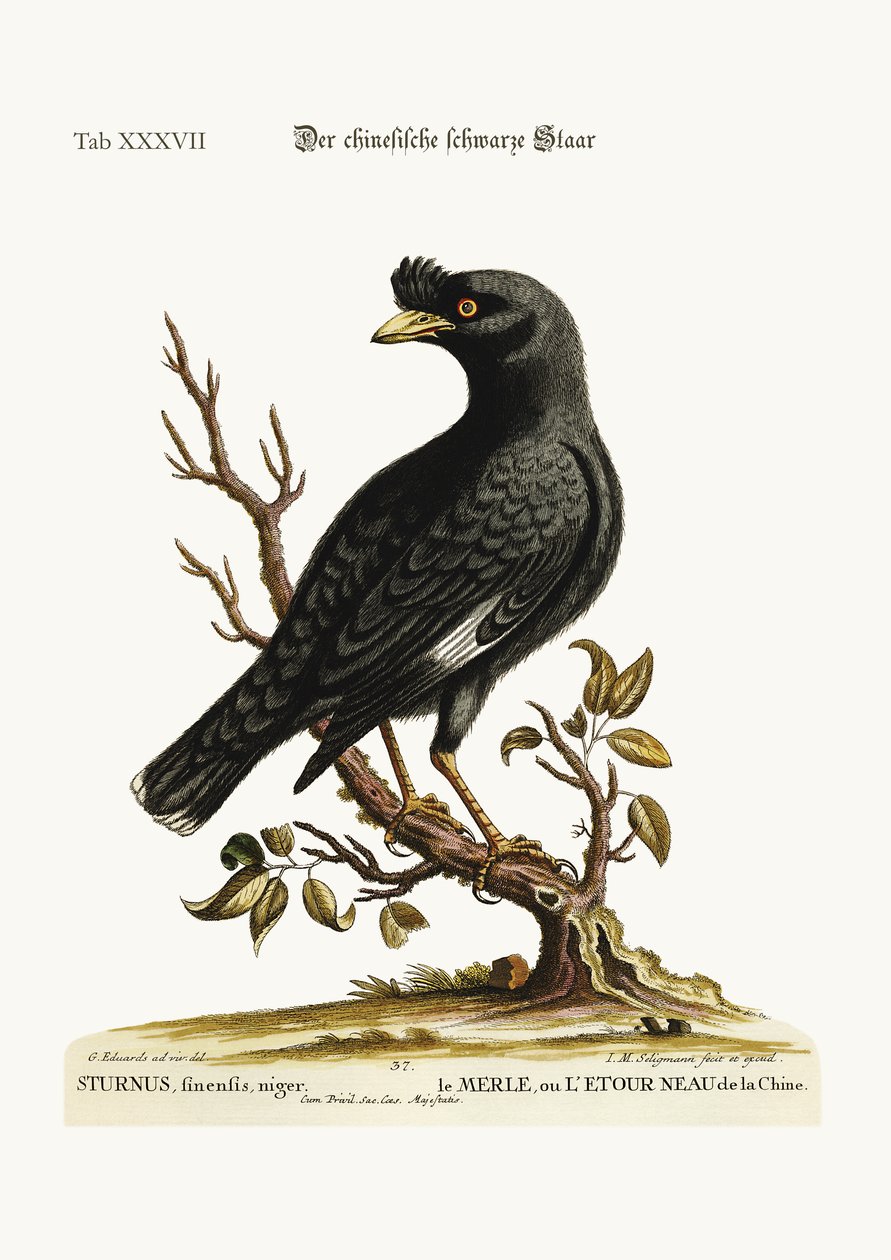 Çin Starling veya Kara Kuş, 1749-73 by George Edwards