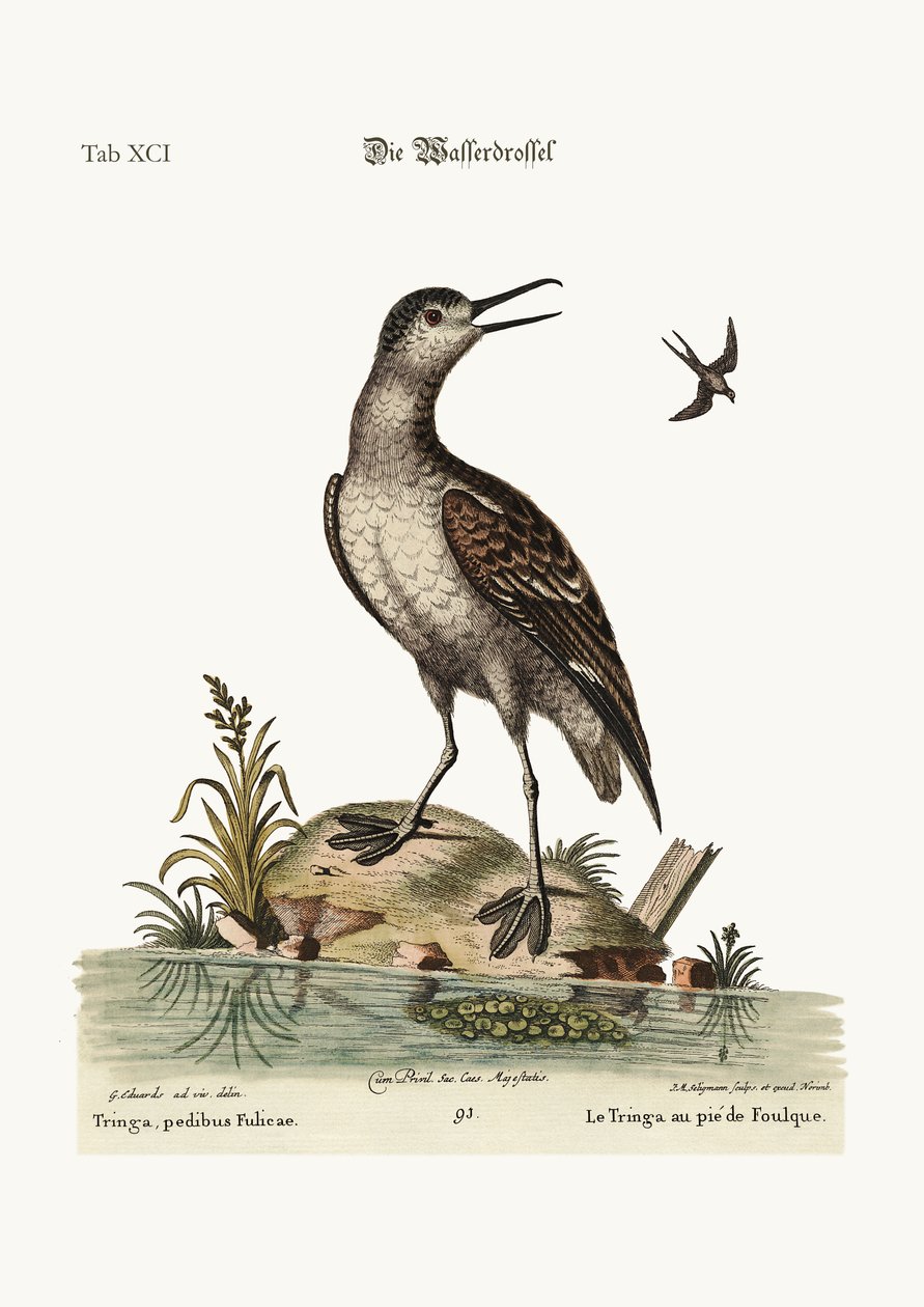 ಕೂಟ್-ಪಾದದ ಟ್ರಿಂಗ, 1749-73 ಟರ್ಕ್ by George Edwards