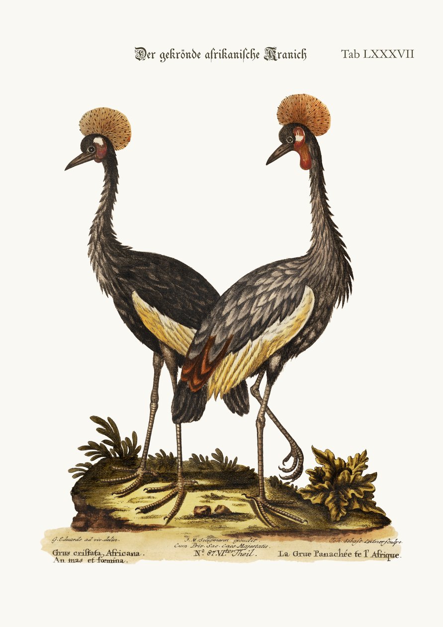 Taçlanmış Afrika Turnası, 1749-73 by George Edwards
