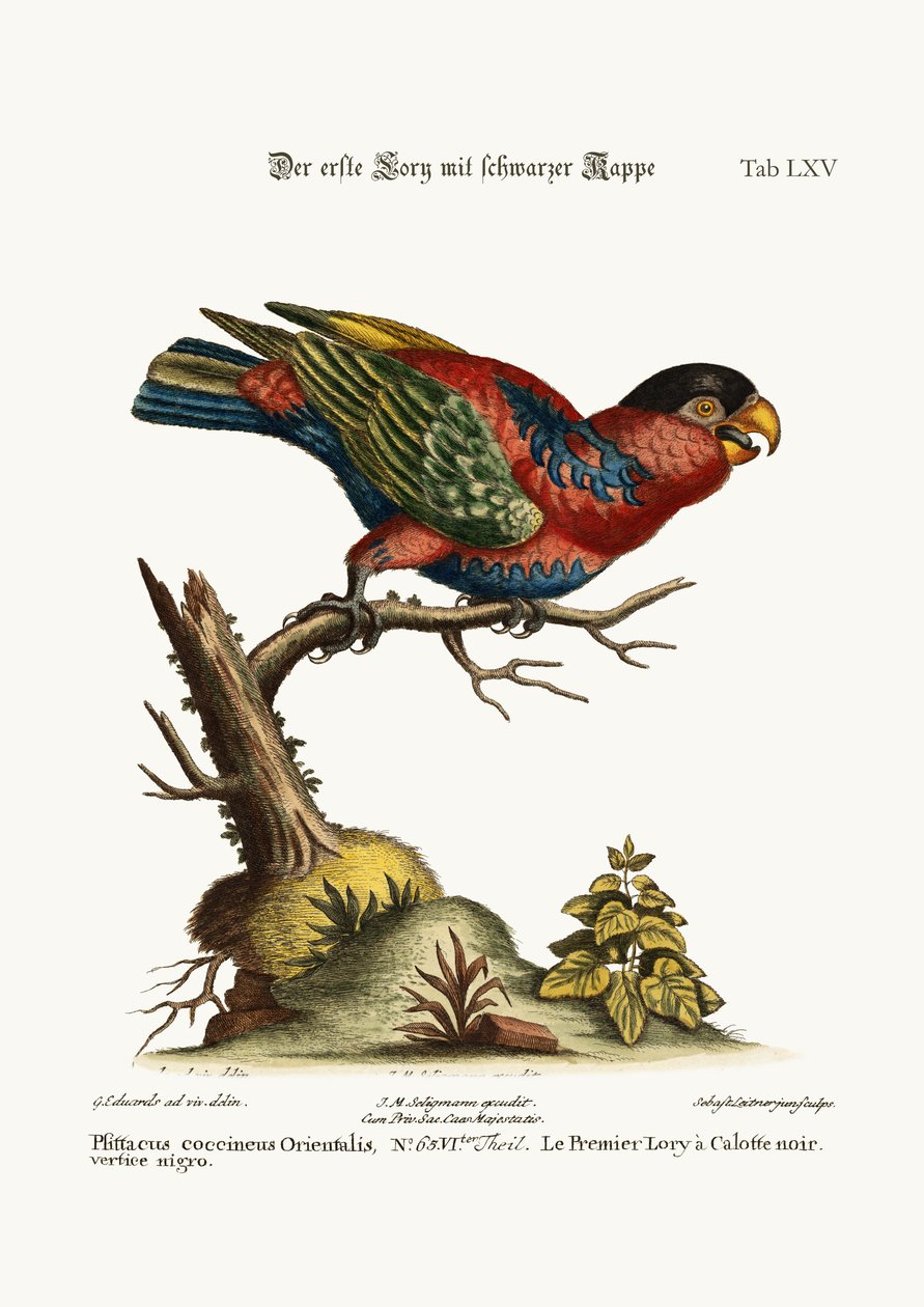 İlk Siyah Şapkalı Lory, 1749-73 by George Edwards