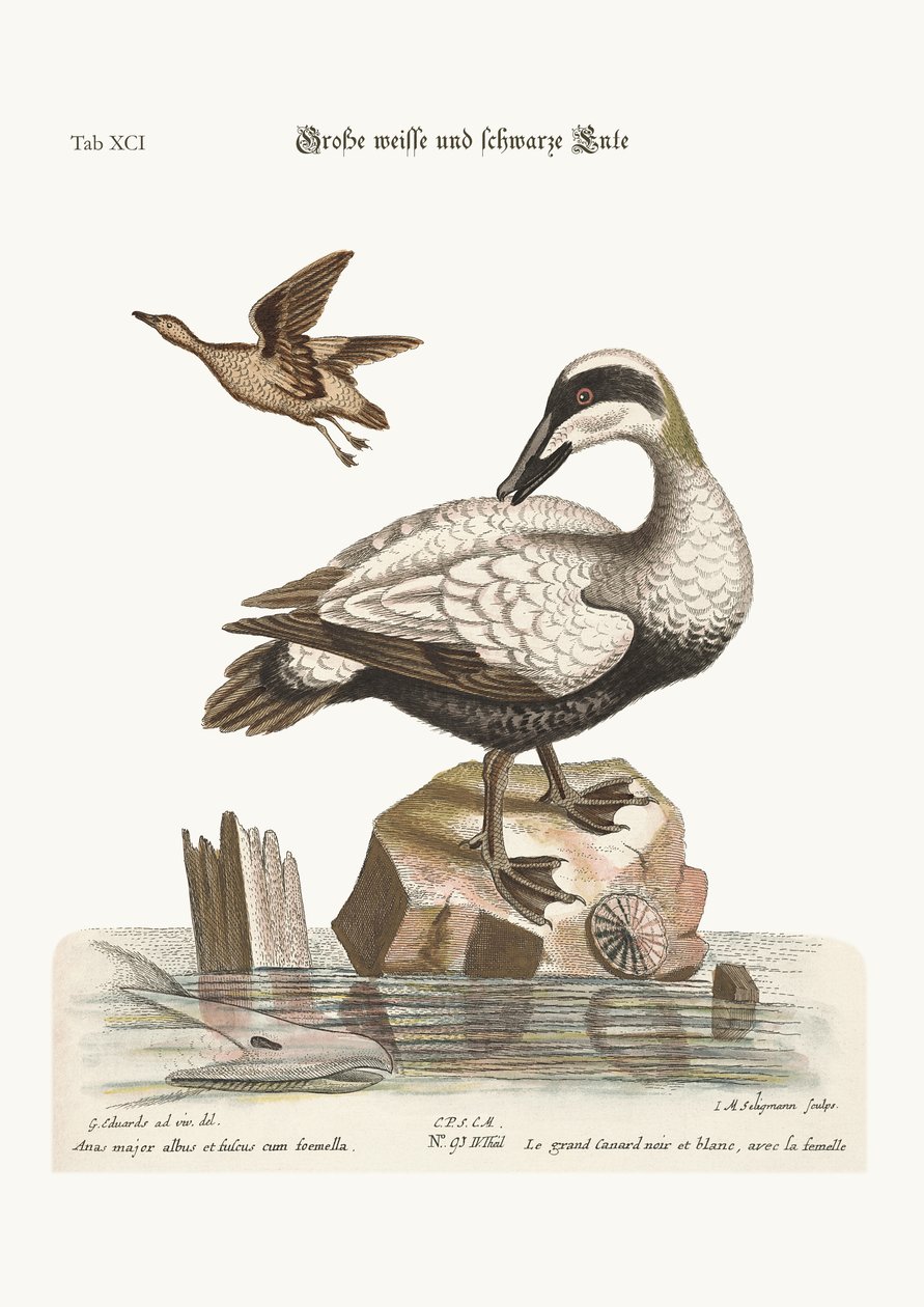 ದೊಡ್ಡ ಕಪ್ಪು ಮತ್ತು ಬಿಳಿ ಬಾತುಕೋಳಿ, 1749-73 ಟರ್ಕ್ by George Edwards