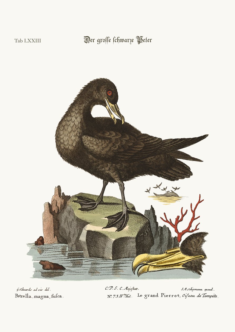 ಗ್ರೇಟ್ ಬ್ಲ್ಯಾಕ್ ಪೆಟೆರಿಲ್, 1749-73 ಟರ್ಕ್ by George Edwards