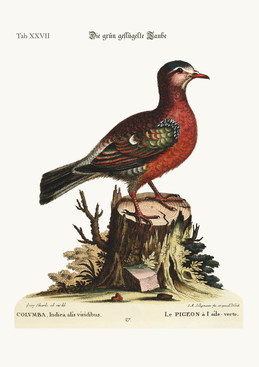 ಹಸಿರು ರೆಕ್ಕೆಯ ಪಾರಿವಾಳ, 1749-73 ಟರ್ಕ್ by George Edwards