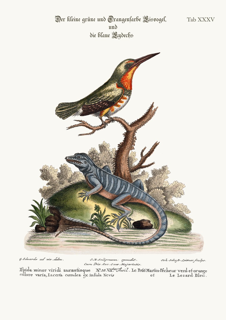 Küçük Yeşil ve Turuncu renkli King-Fisher ve Mavi Kertenkele, 1749-73 by George Edwards