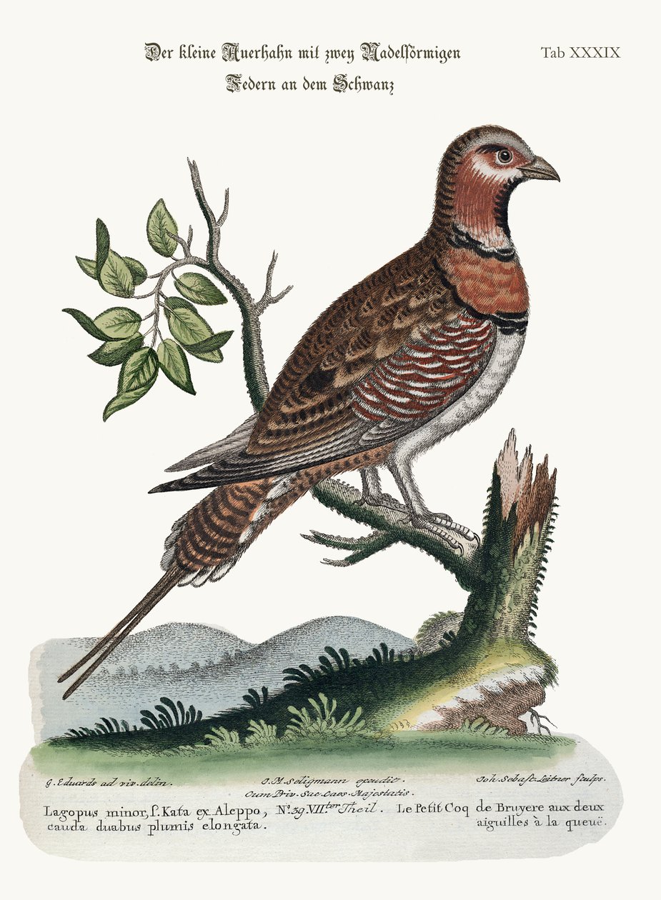 Küçük Pin-tailed Grous, 1749-73 by George Edwards