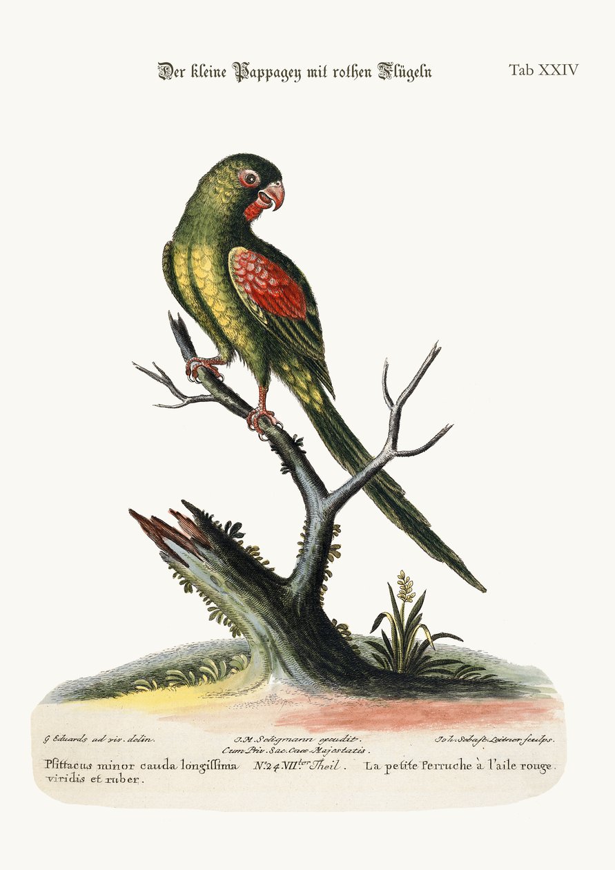 Küçük Kırmızı Kanatlı Papağan, 1749-73 by George Edwards