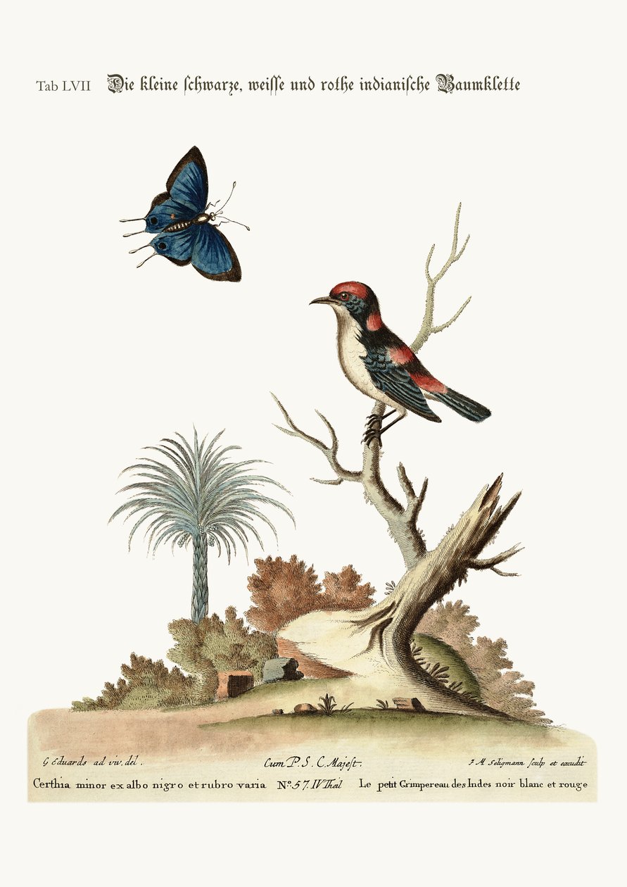 Küçük siyah, beyaz ve kırmızı Kızılderili Creeper, 1749-73 by George Edwards