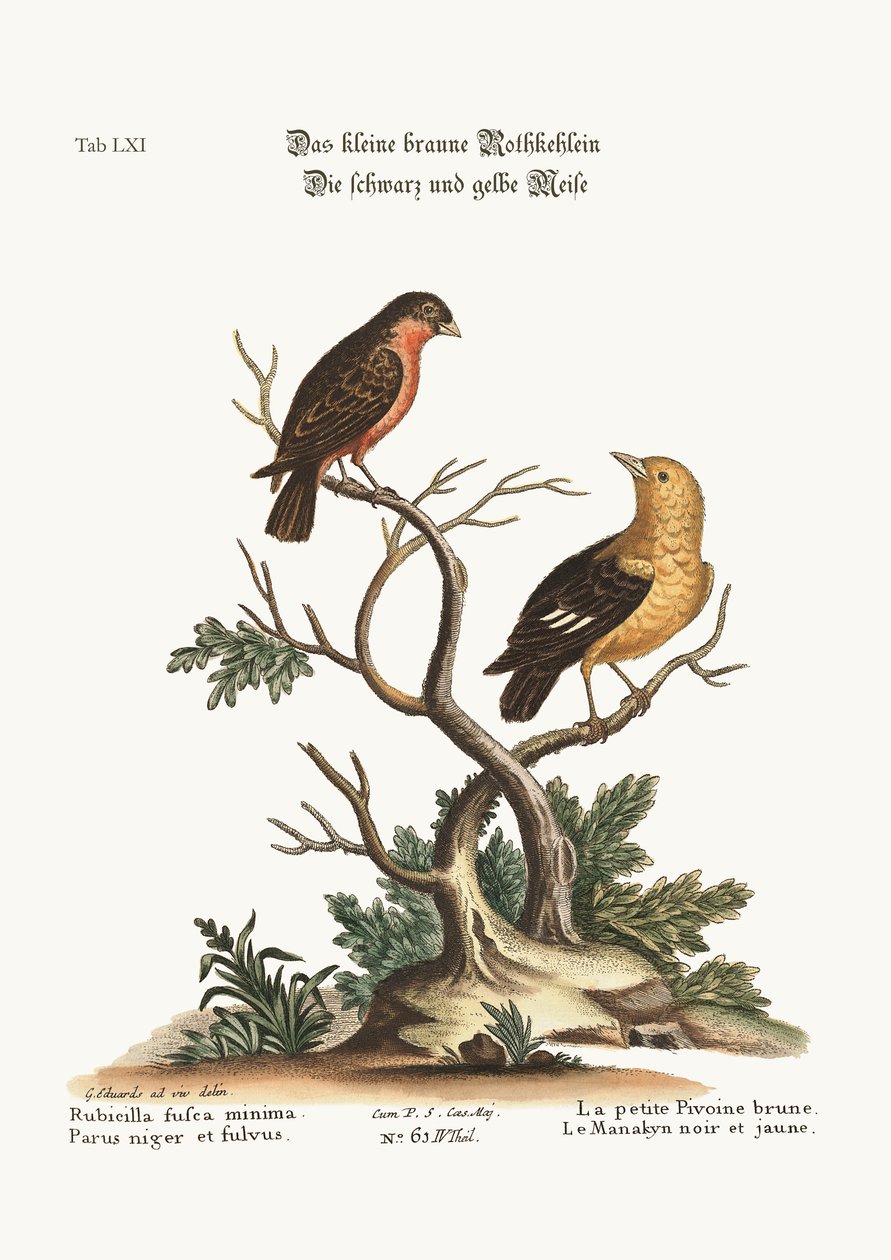 Küçük kahverengi Şakrak kuşu. Siyah ve sarı Manakyn, 1749-73 by George Edwards