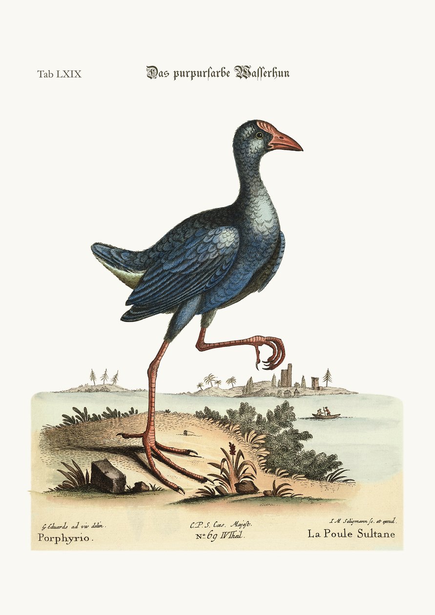 Mor Su Tavuğu, 1749-73 renkli gravür by George Edwards