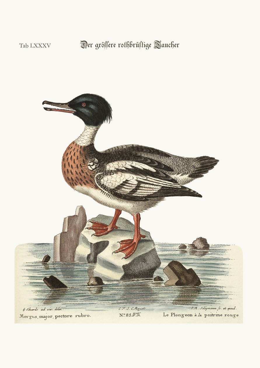 Kızıl göğüslü Goosander, 1749-73 by George Edwards