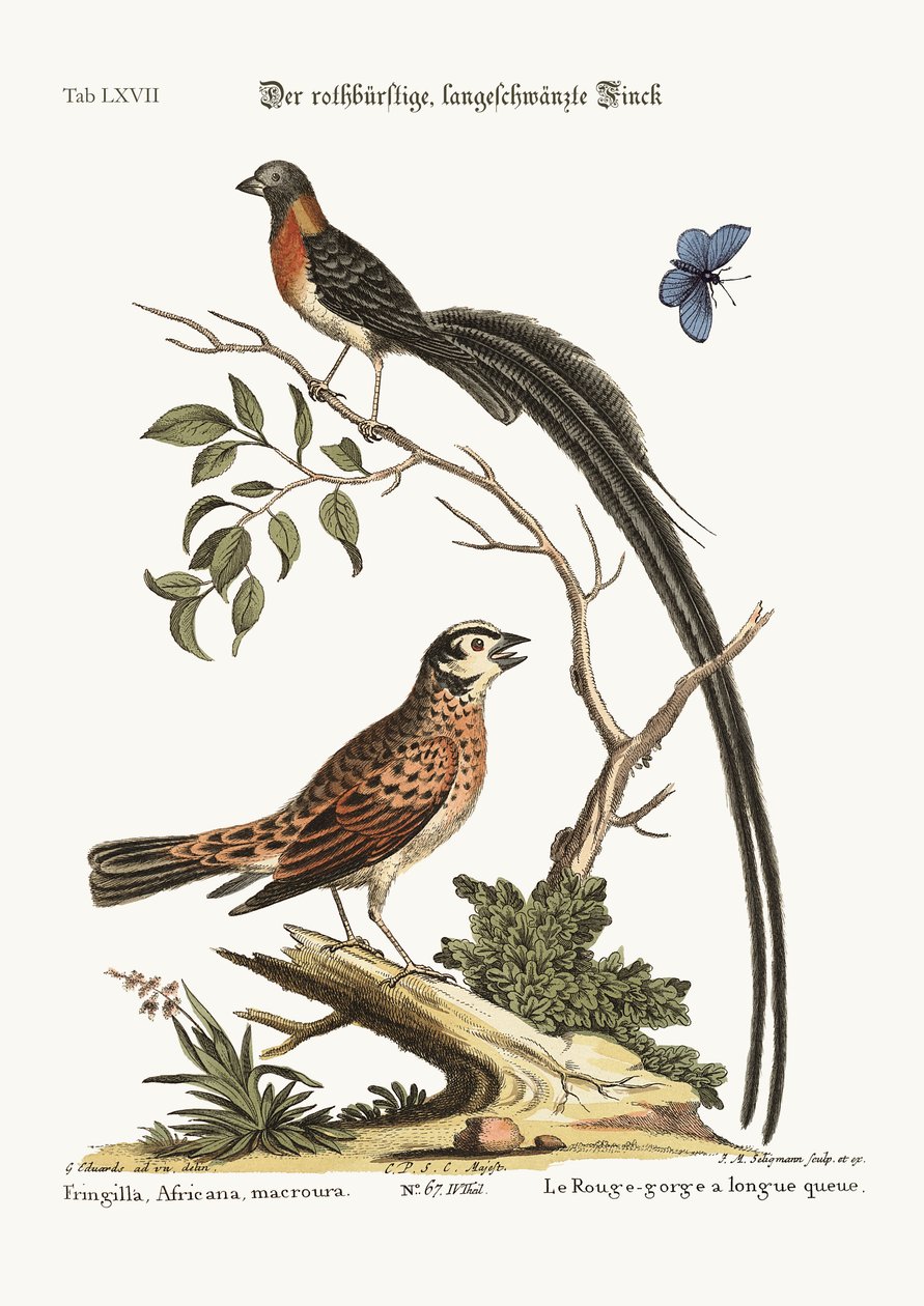 Kızıl göğüslü uzun kuyruklu Finch, 1749-73 by George Edwards