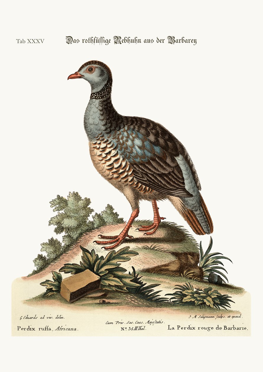 Barbary