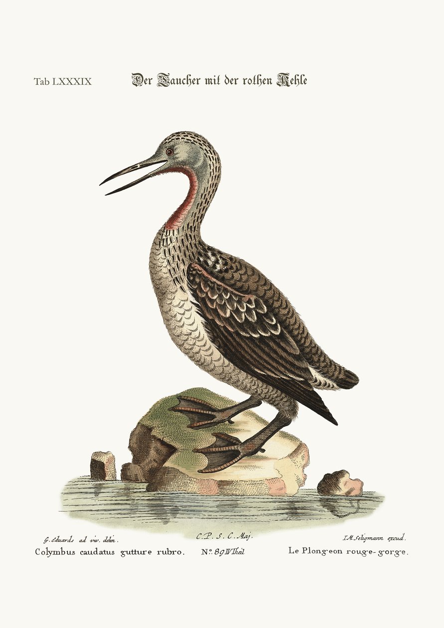 Kırmızı boğazlı Ducker veya Loon, 1749-73 by George Edwards