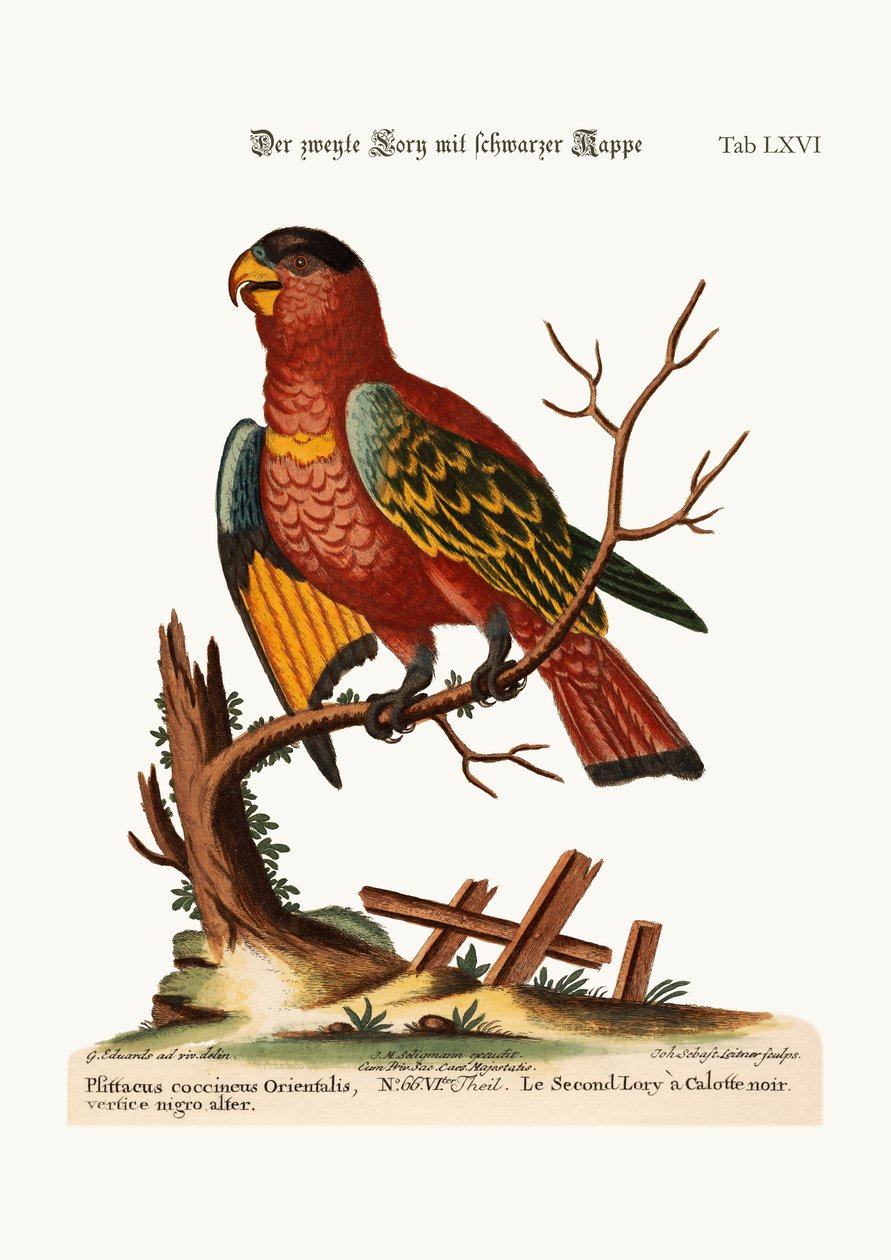 İkinci Siyah Şapkalı Lory, 1749-73 by George Edwards