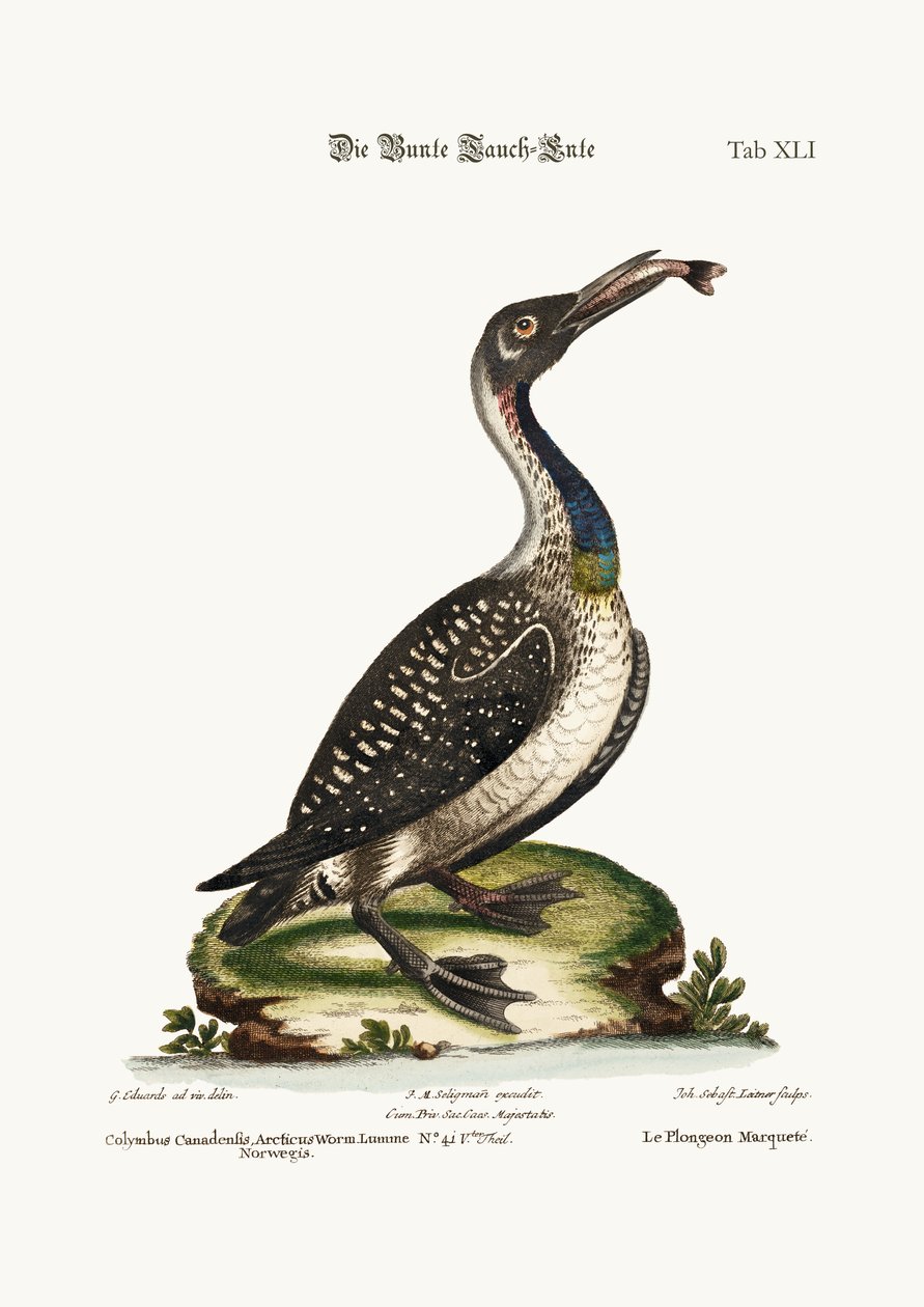 Benekli Dalgıç veya Loon, 1749-73 by George Edwards