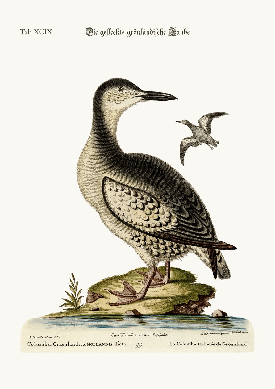 Benekli Grönland Güvercini, 1749-73 by George Edwards