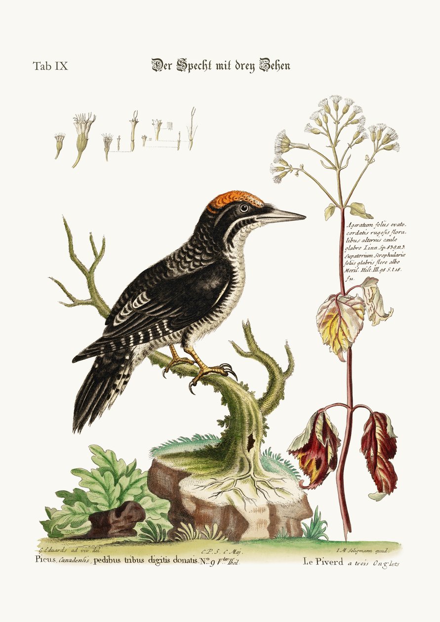 ಮೂರು ಕಾಲ್ಬೆರಳ ಮರಕುಟಿಗ, 1749-73 ಟರ್ಕ್ by George Edwards