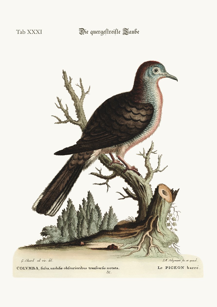 Enine şerit veya bared Dove, 1749-73 by George Edwards