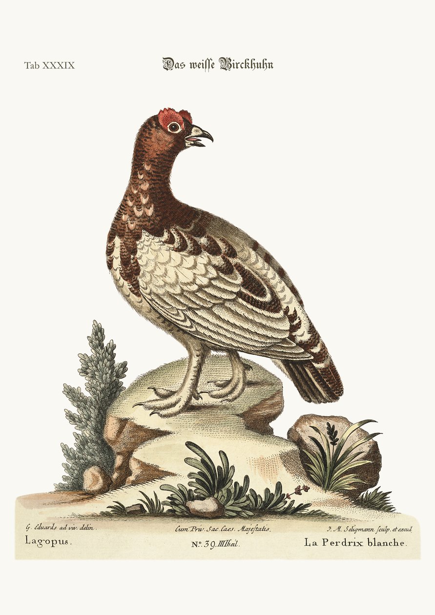 Beyaz Keklik, 1749-73 by George Edwards