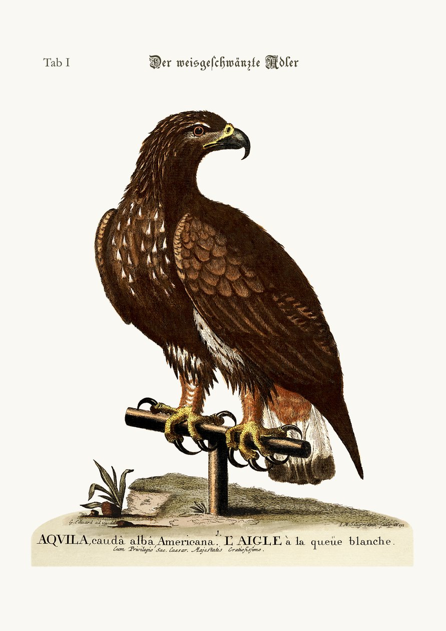 Ak kuyruklu Kartal, 1749-73 by George Edwards