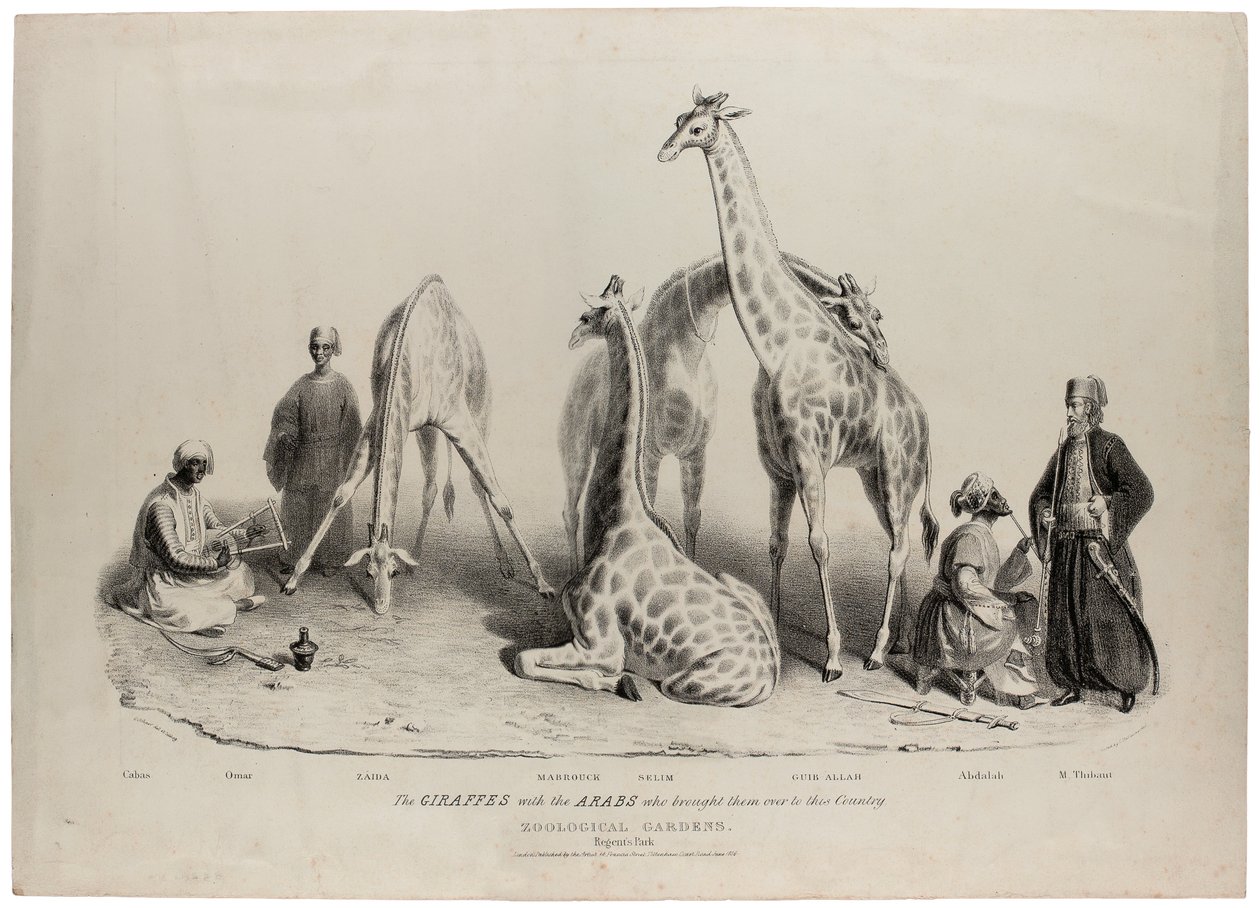 Onları bu ülkeye getiren Araplarla birlikte zürafalar, Zoolojik Bahçeler, Regents Park, Londra, Haziran 1836, Charles Hullmandel tarafından litografi (1789-1850) by George Snr Scharf