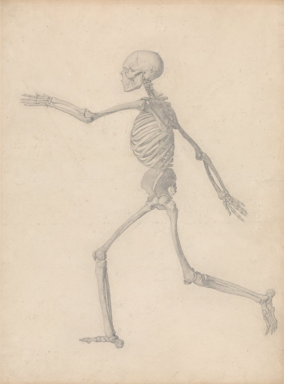 İnsan Vücudunun Yapısının Bir Kaplan ve Sıradan Bir Tavuğunkiyle Karşılaştırmalı Bir Anatomik Açıklaması: İnsan İskeleti, Yandan Görünüm (Tablo III için Son Çalışmaya Yakın Ama Ayrıntılı Olarak Farklıdır) by George Stubbs