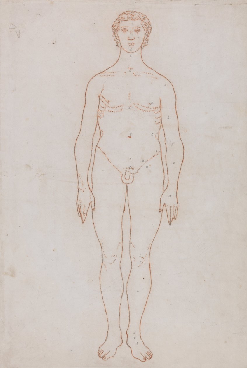 İnsan Vücudunun Yapısının Bir Kaplanın Yapısı ile Mukayeseli Bir Anatomik Gösterimi ve Bir... by George Stubbs