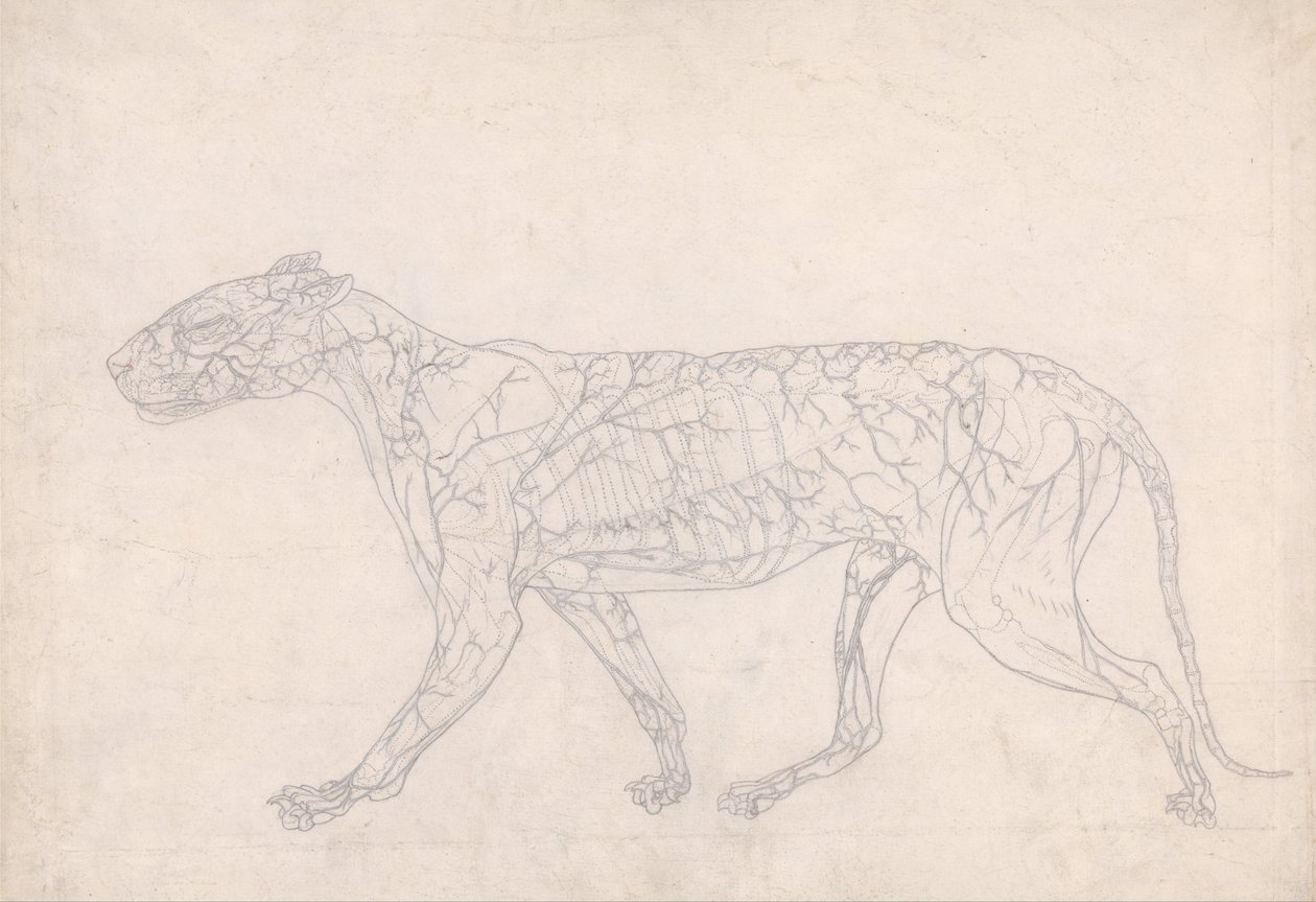 İnsan Vücudunun Yapısının Bir Kaplanın Yapısı ile Mukayeseli Bir Anatomik Gösterimi ve Bir... by George Stubbs