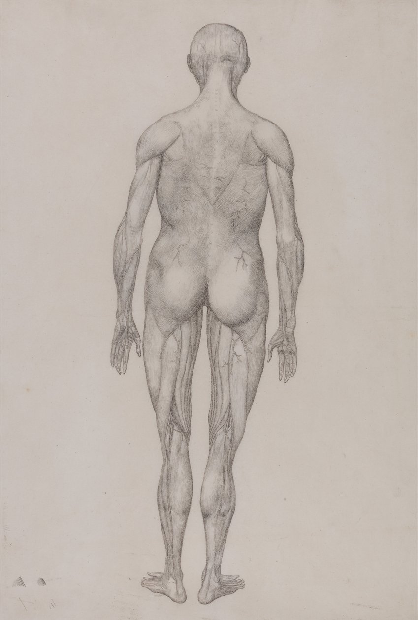 İnsan Vücudunun Yapısının Bir Kaplanın Yapısı ile Mukayeseli Bir Anatomik Gösterimi ve Bir... by George Stubbs