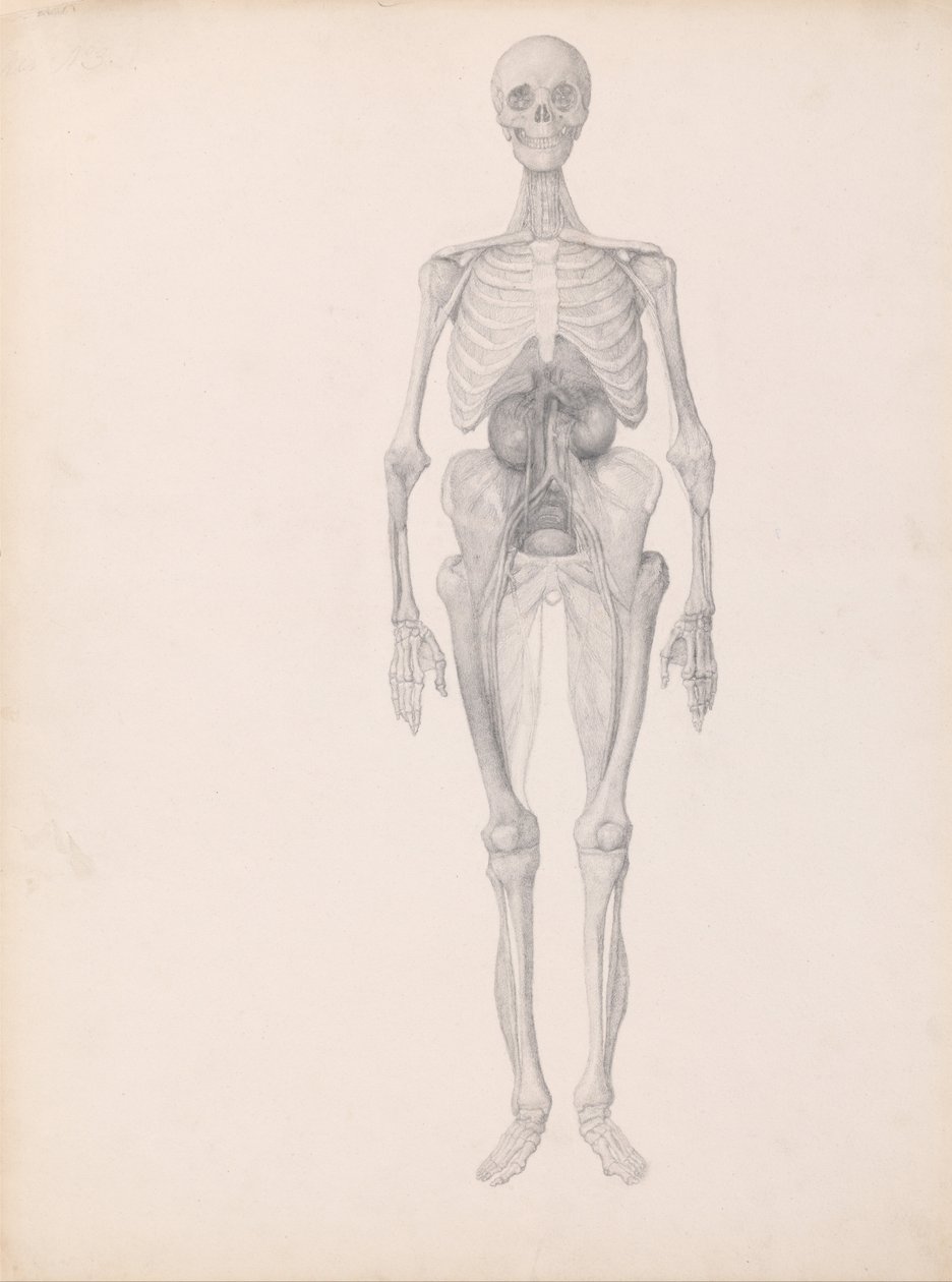 İnsan Vücudunun Yapısının Bir Kaplanın Yapısı ile Mukayeseli Bir Anatomik Gösterimi ve Bir... by George Stubbs