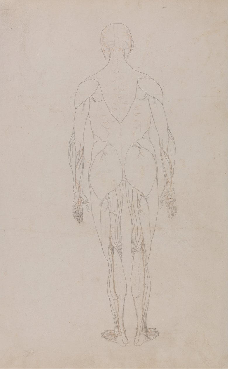 İnsan Vücudunun Yapısının Bir Kaplanın Yapısı ile Mukayeseli Bir Anatomik Gösterimi ve Bir... by George Stubbs