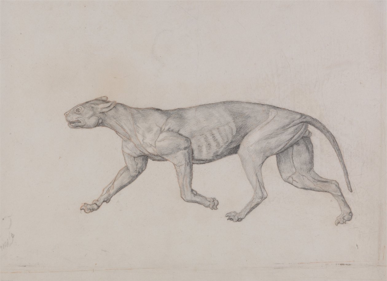 İnsan Vücudunun Yapısının Bir Kaplanın Yapısı ile Mukayeseli Bir Anatomik Gösterimi ve Bir... by George Stubbs