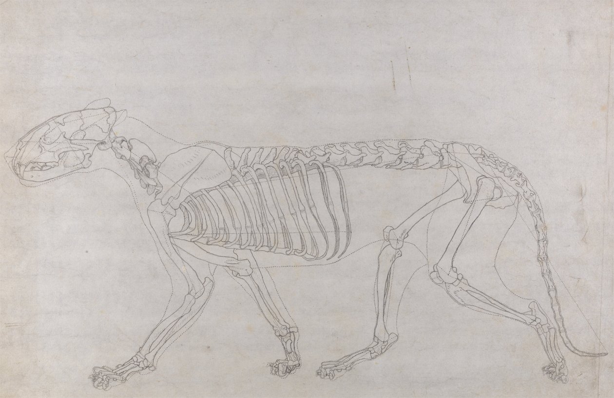 İnsan Vücudunun Yapısının Bir Kaplanın Yapısı ile Mukayeseli Bir Anatomik Gösterimi ve Bir... by George Stubbs